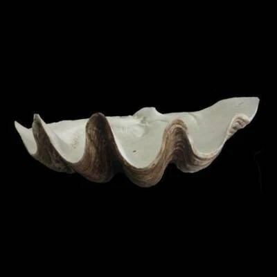 Large Polyresin Clam Shell Decorative Accessories Gumtree