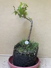 Red Maple (Acer) Pre-Bonsai Tree  20 years old  — photo 3