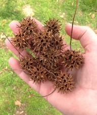 Sweet Gum Tree Balls  14 balls  This Seasons Harvest Organic