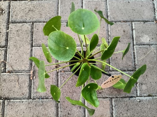 Pilea Peperomioides Vaso 12 - Foto 10 di 10