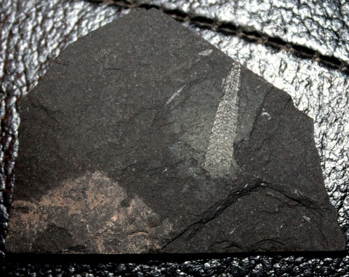 Retiolites geinitzianus - Silurian graptolite - Picture 2 of 2