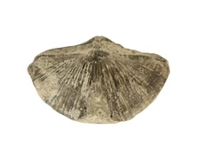 Completely Fossilized Whole Clam Shell 2.25"