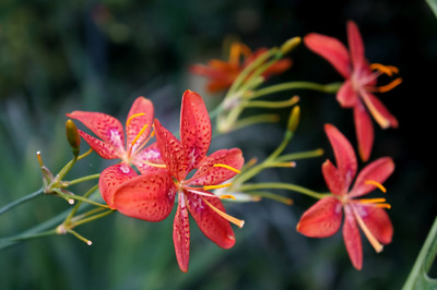 10 FRECKLEFACE BLACKBERRY LILY (Leopard Lily) Belamcanda Chinensis Iris Domestic
