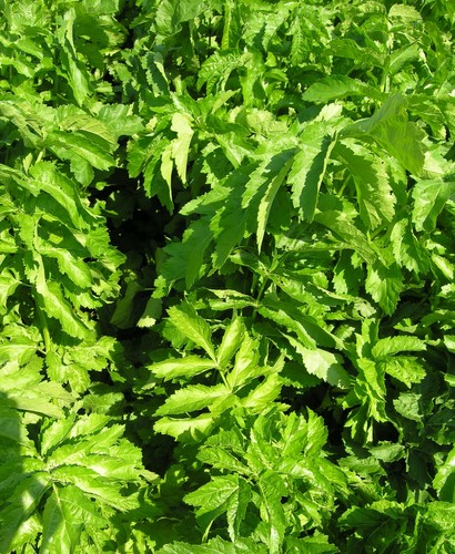 Pastinake Aromata, Demeter BIO-Saatgut, schlank, aromatisch, 2g für 5-8m² - Bild 2 von 2