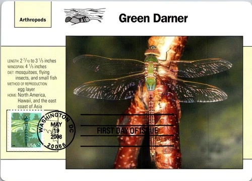 Dr Jim Stamps Maximum Card Dragonfly 62C Fdc