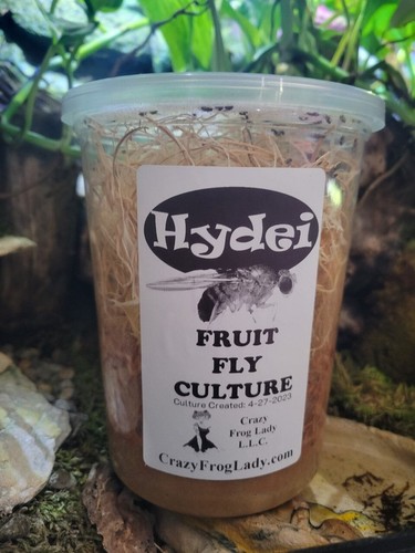 Hydei Fruit Fly 16 PACK Cultures Dart Frog Food Reptile Food FREE SHIPPING - Picture 3 of 4