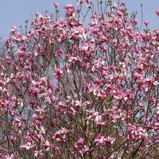 Magnolia Galaxy RHS Award Winning Deciduous Flowering Garden Tree 9cm Pot