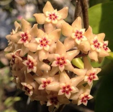 Hoya Limoniaca  RARE! Exact Plant! Rooted - Grown In 3.5" pot - Very Healthy
