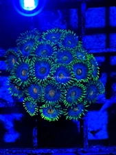 CE- WYSIWYG Daydream Zoa Zoanthid Frag Live Coral LPS SPS #R1GB11