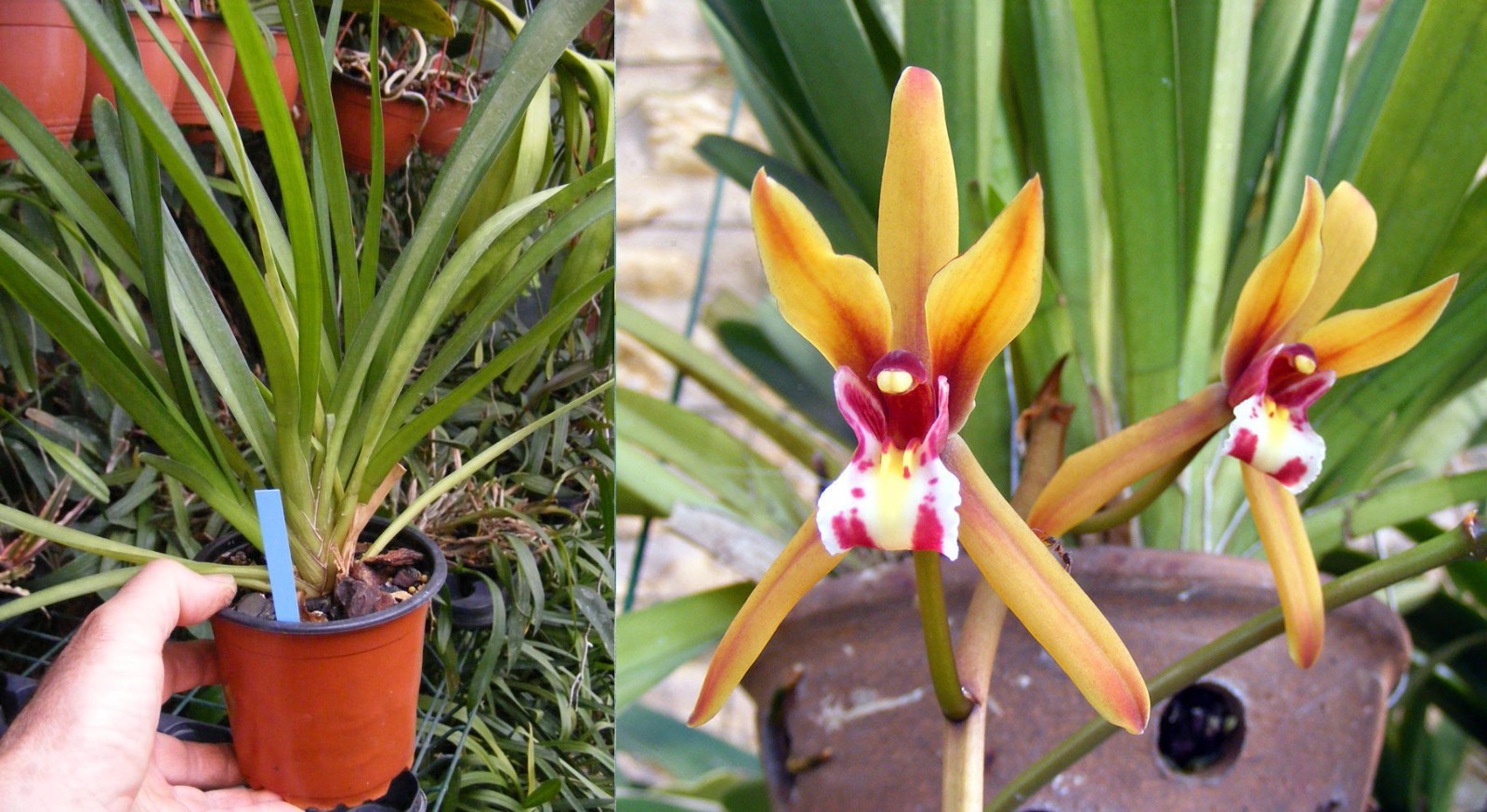 Orchidée Cymbidium finlaysonianum botanique jaune en pot de 12cm