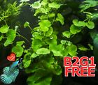 Aquarium plants wort centella asiatica 5 Live Fish Tank Plants Aquarium Plant✅