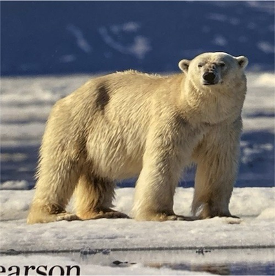 #ad Campbell Biology Concepts amp; Connections 9th Edition Pearson Paperback $100.00