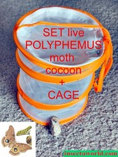 Polyphemus moth,  Antheraea polyphemus - LIVE COCOON in DIAPAUSE + CAGE