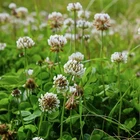 1000+ WHITE DUTCH CLOVER SEEDS - COVER CROP * PERENNIAL LEGUMES* Non-GMO USA