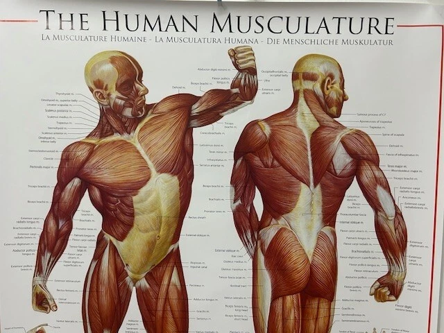 The Human Musculature Poster (Size: 24" X 36")- NEW - Image 2 of 3