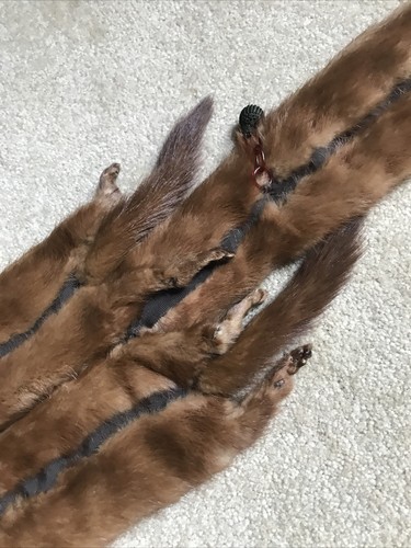 Vintage 1950's Mink Stole/Wrap 4 Full Pelts Rhomberg's Famous For Furs - Picture 6 of 12