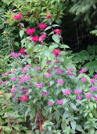 Monarda didyma 1,000 seeds - Picture 1 of 1