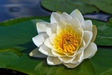 10 WHITE WATER LILY Pad Nymphaea Ampla Asian Lotus Flower Pond Seeds Comb S/H
