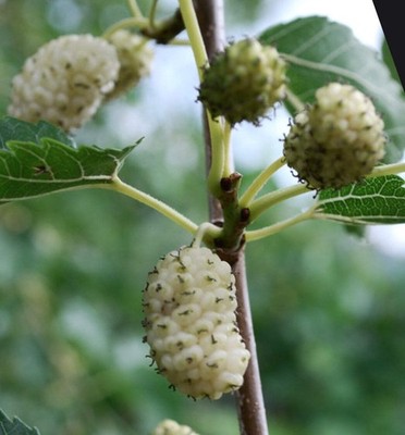 Morus alba