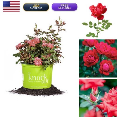 Perfect Plants Double Red Knock Out Rose, 3 Gallon, Live Plant