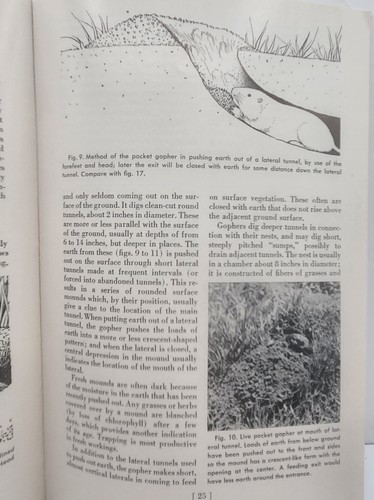 Controlling Field Rodents in California - University of Cal Agricultural c.1958 - Picture 8 of 12