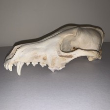 Coyote Skull New York State Taxidermy Natural Bone Color Outdoorsmen