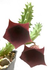 Planta suculenta - Hurnia kenniensis nairobiensis - ¡UN SEGMENTO SIN RAÍCES!
