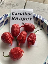 Carolina Reaper Hot Pepper Seeds 15+ Per Pack