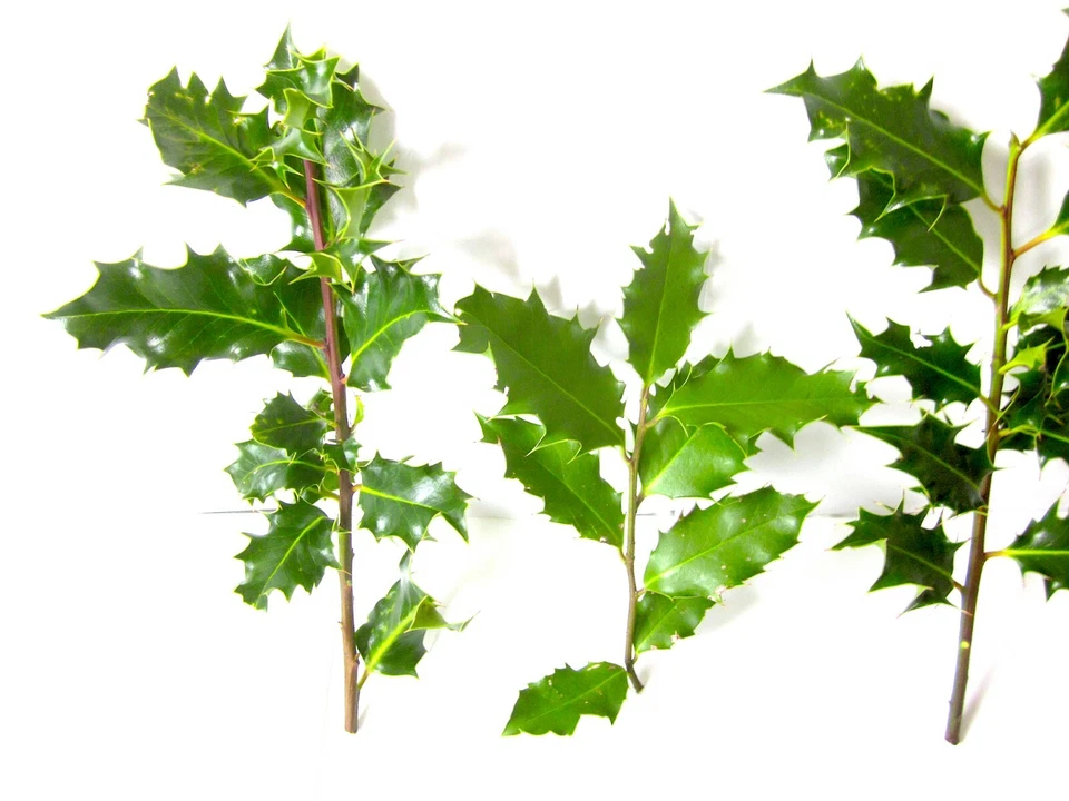 10 Live Cut Holly Branches 6"-10" Christmas decor greenery wreaths fresh greens  - Image 3 of 4