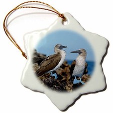 3dRose Ecuador, Galapagos Islands, Isabela Island. Blue-footed Booby. 3 inch Sn