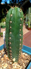 Echinopsis 'Bazooka-x-HuaximaTPM' 5" Fat Notchy Premium Hybrid Yearling Cactus — photo 1