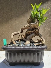 Old Tecoma Stans Bonsai Tree,,, sale 