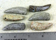 Dino Bone Tooth Replica