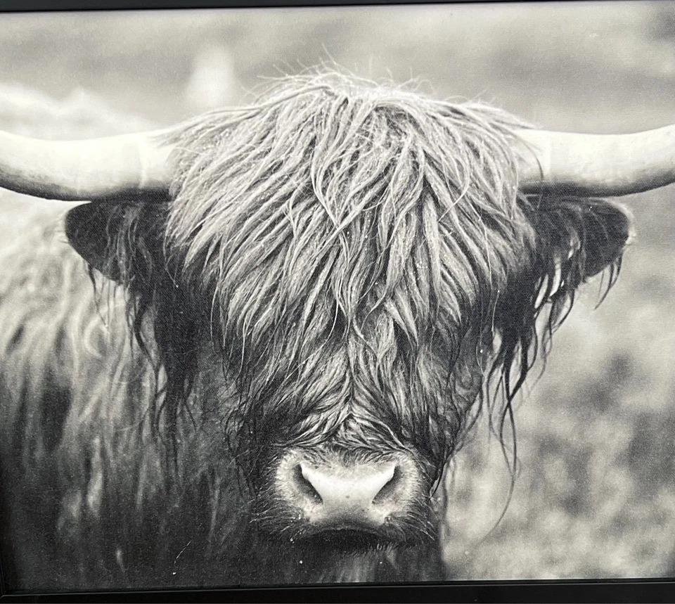Arte de pared Highland Cow - Impresión fotográfica enmarcada en blanco y negro decoración rústica de granja Foto 3 de 4