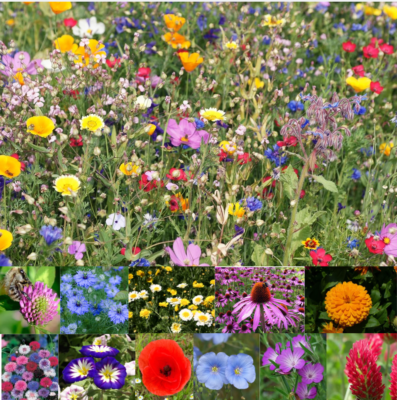 100%Wildflower Seeds Wild Flowers Garden Bee Scented Meadow