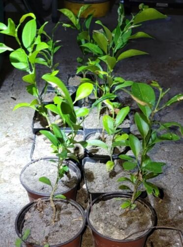 SATSUMA FRUIT TREE REAL LIVE PLANT CITRUS 4" to 10" SEEDLING MANDARIN