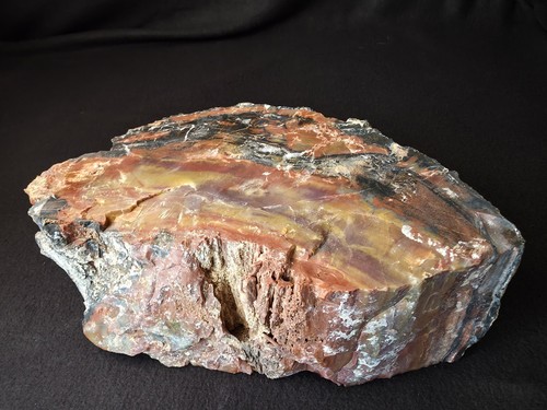 13 lbs 15.1 oz Arizona Rainbow Petrified Wood Half Round
