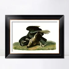 Framed Canvas Giclee Print Black Vulture or Carrion Crow by John James Audubon