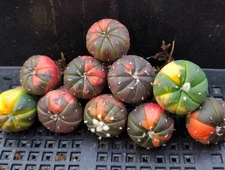 10PCS Astrophytum asterias variegated cactus succulent plant seedlings 1.5-2cm