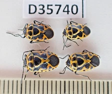D35740. Insects, butterflies: Hemiptera sp. North Vietnam.