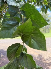 25 Organic Mulberry Leaves Fresh | Chemical Free | Feeder Leaves Silkworms Green
