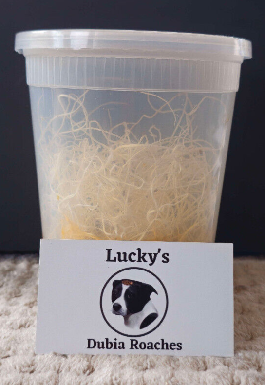 Flightless Fruit Fly - Drosophila Melanogaster Culture - Huge