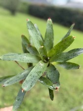 Neoregelia Cruenta Silver Bromeliad Plant