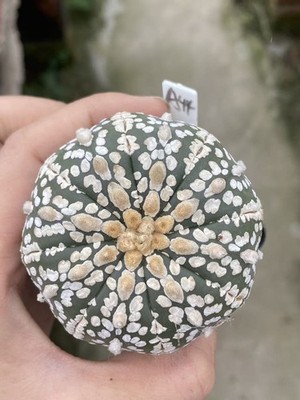 Succulent cactus Plant Astrophytum asterias Seedgrown WYSIWYG Unique #A41