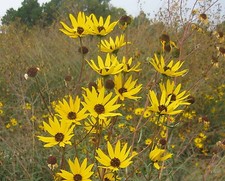 250 Swamp Sunflower Seeds Helianthus Angustifolius