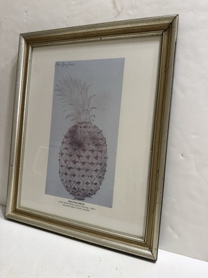 JOHN WHITE  The Pyne Frute  Water Color Drawing Print Framed