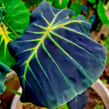Colocasia Bulb Stick Locust​ New Hybrid (Includes All Import Duties And Taxes)