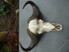 Kaffernbüffel riesige Jagdtrophäe aus Afrika Design Deko Unikat Geschenk
