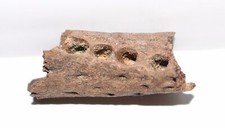 Crocodile Jaw section DINOSAUR AGE FOSSIL - Hell Creek Formation USA CRETACEOUS