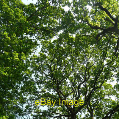 Photo 6x4 Oak Canopy Linwood/SU1809 View straight up within the Milkham  c2008